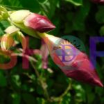 Purple Allamanda Blanchetii