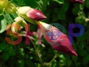 Purple Allamanda Blanchetii
