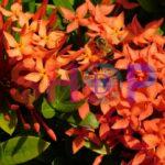 Bee Resting On Santan Flower