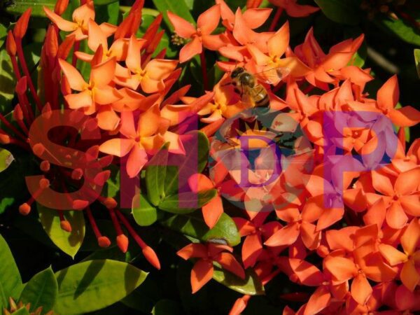 Bee Resting On Santan Flower