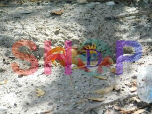 Caribbean Land Crab (Antigua)