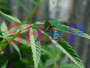 Muted Hairstreak (Electrostrymon joya)
