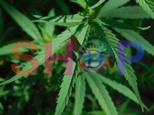 Electrostrymon joya (Muted Hairstreak) On Cannabis Plant 2