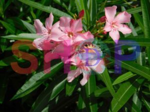 Nerium Oleander (Dwarf Pink Oleander)