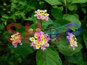 West Indian Lantana Camara