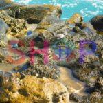 Curlew Sandpiper At Devil's Bridge 1