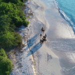 Horse Back Riding Runaway Beach