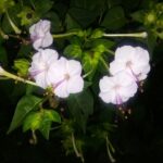 Mirabilis Longiflora