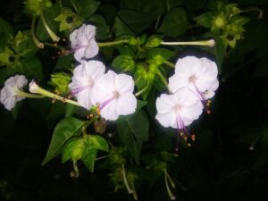 Mirabilis Longiflora