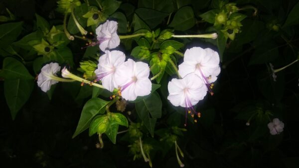 Mirabilis Longiflora