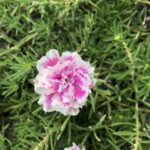 Portulaca Pink & White