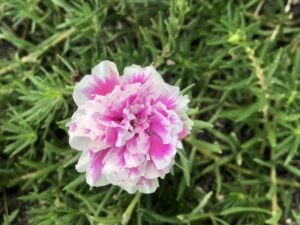 Portulaca Pink & White