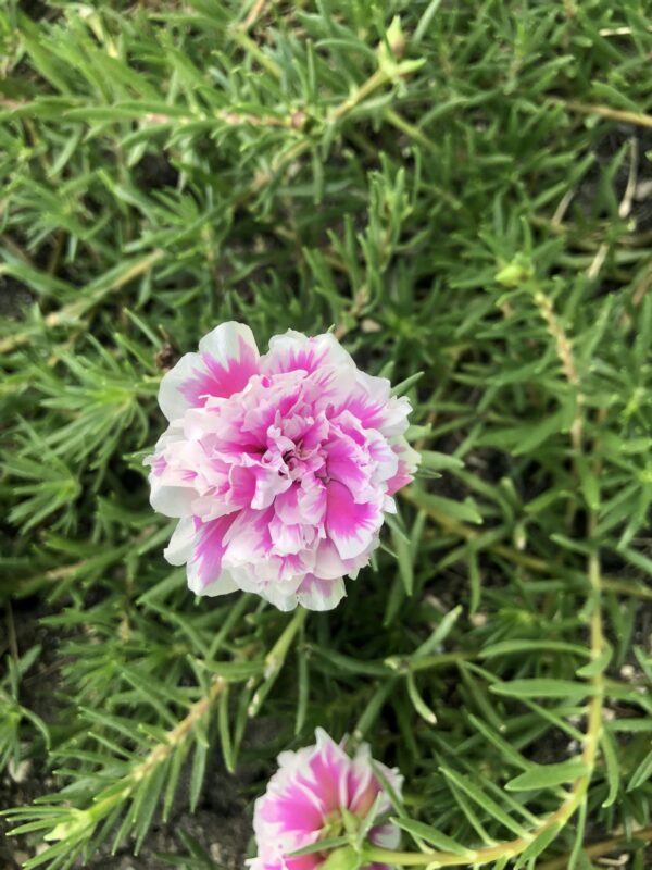 Portulaca Pink & White