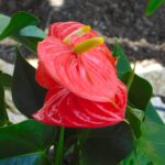 Anthurium Red