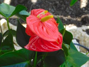 Anthurium Red