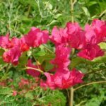 Bougainvillea (Red Flowers)