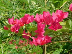 Bougainvillea (Red Flowers)