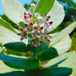 Calotropis Procera