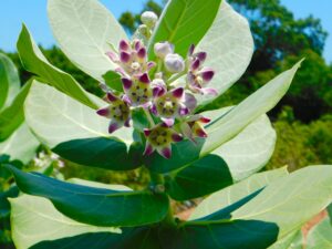 Calotropis Procera