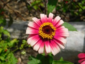 Cherry and Ivory Swizzle Zinnia