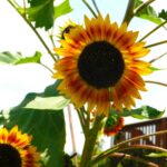 Firecracker Sunflower