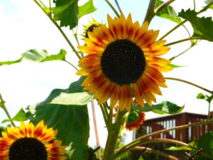 Firecracker Sunflower