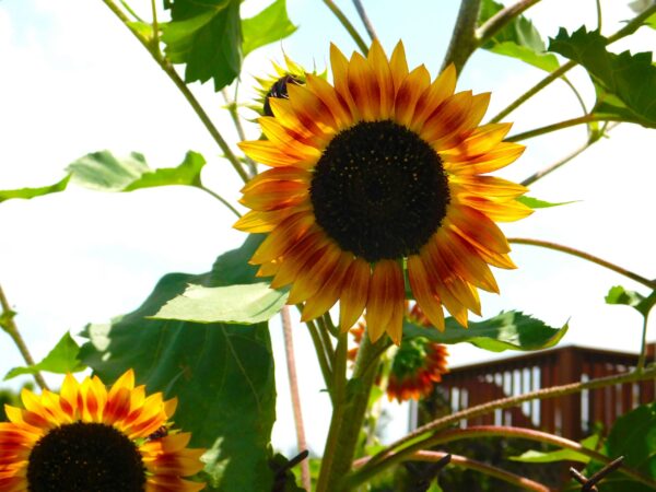 Firecracker Sunflower
