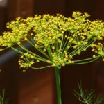 Fresh Dill (Anethum Graveolens)
