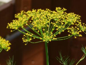 Fresh Dill (Anethum Graveolens)