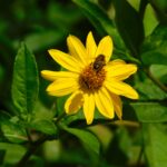 Helianthus Occidentalis With Bee