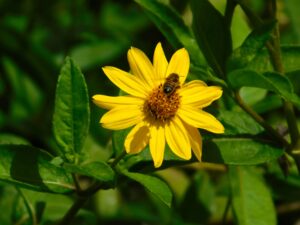Helianthus Occidentalis With Bee
