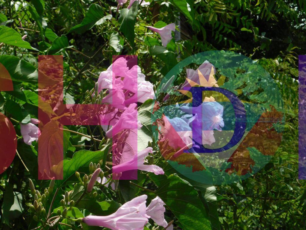 Ipomoea Carnea
