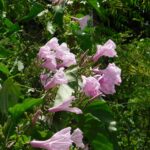 Ipomoea Carnea