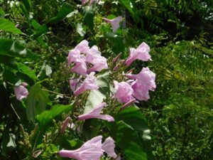 Ipomoea Carnea