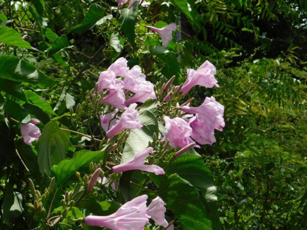 Ipomoea Carnea