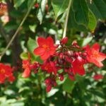 Jatropha