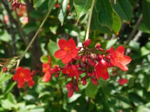 Jatropha