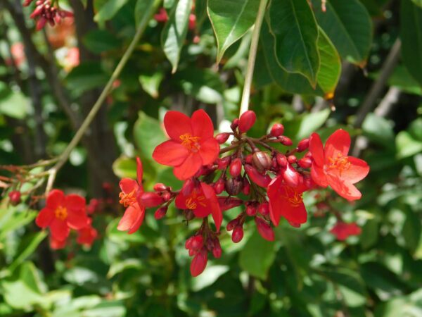 Jatropha