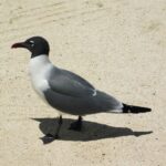 Laughing Gull