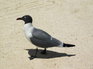 Laughing Gull