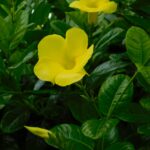 Mandevilla Dipladenia Yellow
