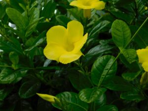 Mandevilla Dipladenia Yellow