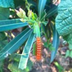 Oleander Caterpillar