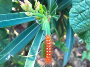 Oleander Caterpillar