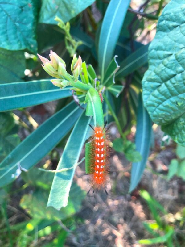 Oleander Caterpillar