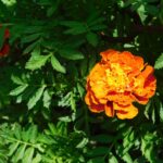 Orange French Marigold