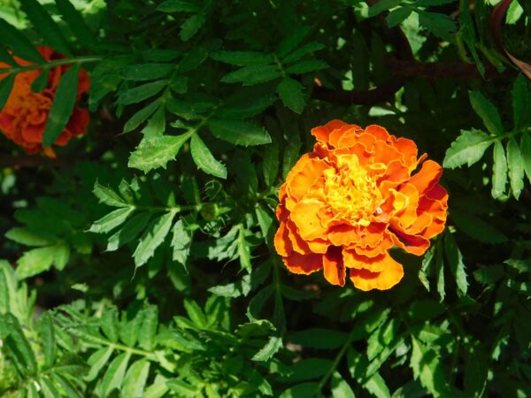 Orange French Marigold