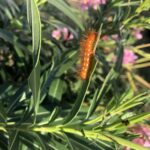 Orange Spotted Oleander Caterpillar