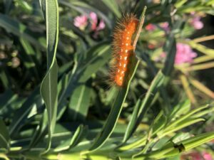 Orange Spotted Oleander Caterpillar