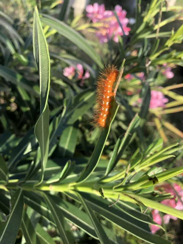 Orange Spotted Oleander Caterpillar